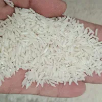 برنج شیرودی درجه1