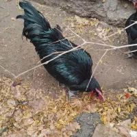 تخم مرغ استرالوپ