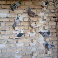 ماده پلاکی|پرنده|شیراز, آزادی|دیوار