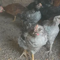 خروس کردی کشاورزی جوان