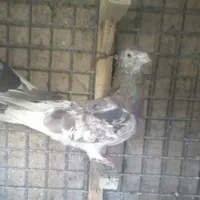 فروشی|پرنده|درمیان, |دیوار