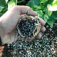 زامفولیا بلک|گل و گیاه طبیعی|گتاب, |دیوار