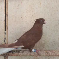 سرخ دم سفید نر جوان و مست|پرنده|اهواز, شهرک دانشگاه|دیوار