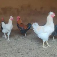 خروس جوان|حیوانات مزرعه|رضویه, |دیوار