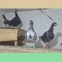 کبوتر