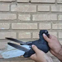 نروماده اشل سیاه واکسی