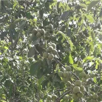 فروش انواع نهال اصلاح شده بادام پیوندی وگردو|خدمات باغبانی و درختکاری|زاینده رود, |دیوار