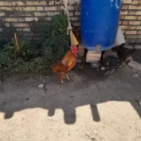 خروسه چاق