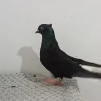 کبوتر چندتا کفتر اس