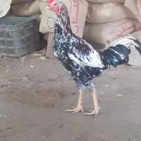 خروس دورگ لاری