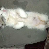 واگذاری بچه گربه خوشگل و شیطون|گربه|تهران, استخر|دیوار