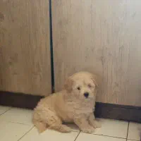 سگ شیتزو دوماهه