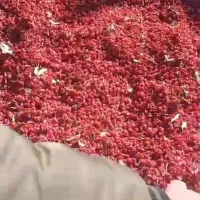 زرشک خشک فروشی