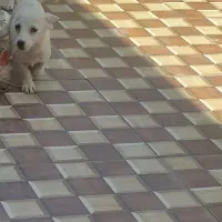 سگ،شیتزو پامر|سگ|بم, |دیوار