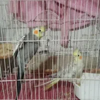 یک جفت عروس هلندی|پرنده|شیروان (خراسان), |دیوار