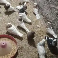 کبوتر درجه یک