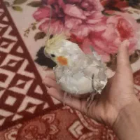 عروس هلندی نرو ماده