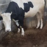 گوساله چاق دو دندان 450کیلو