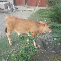 خریدوفروش گوساله