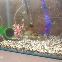 فقط باپنکوسی معاوضه میشه