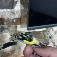سهره
