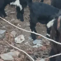 باسلام 4عددبزفورشی جوان