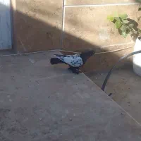 سینه سیاه نر