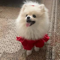 پامرین عروسکی|سگ|اردبیل, |دیوار