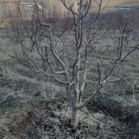 هرس درختان میوه با کادری مجرب وکار بلد