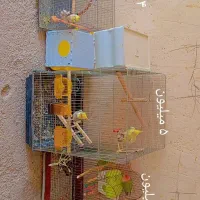 عروس هلندی و برزیلی