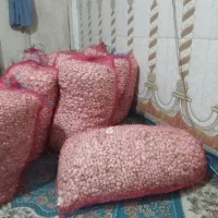 پیاز غذا
