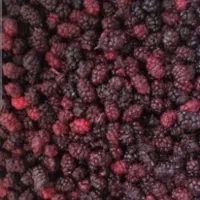 شاه توت