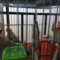 عروس هلندی