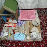 نژاد مالتیز کم یاب