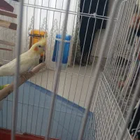 عروس هلندی نر باقفس