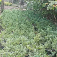 کاج رونده زیبا|گل و گیاه طبیعی|رامسر, |دیوار