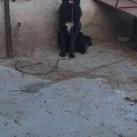 سگ گله