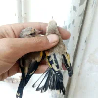 سهره جوجه سهره کرم روشن نشوندار و چندتابخون خوب|پرنده|مشهد, شهید معقول|دیوار