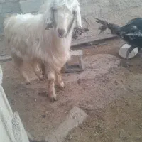 بز کهره چبوش