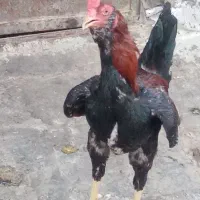 خروس لاری