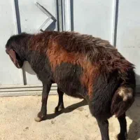 فروش قوچ|حیوانات مزرعه|چاراویماق, |دیوار