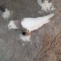 کفتر رنگی آس بی عیب|پرنده|شیراز, کوشک میدان|دیوار