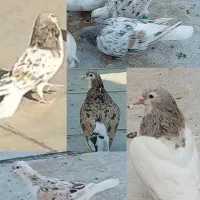 کبوتر ساده هفرنگ عودی زرد شیری یال خال
