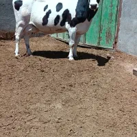 گاو شیری آبستن
