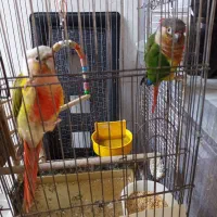 دوتا گریچینک|پرنده|کاشان, خزاق|دیوار