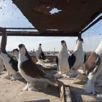 کبوتر زینتی پرشی