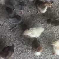 جوجه  گلپایگان