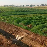 سبزی خورشتی تازه تمیز