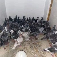 پلاکی کویت عربستانی