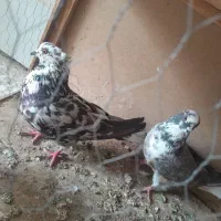 کفتر یا کبوتر